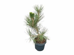 Pinus thunbergii - pino negro japonés