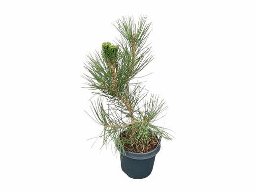 Pinus thunbergii - pino negro japonés
