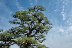 Pinus thunbergii - pino negro japonés