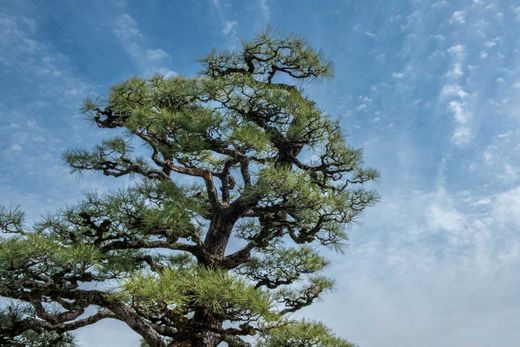 Pinus thunbergii - pino negro japonés