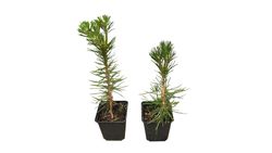 Pinus thunbergii - Pin noir du Japon