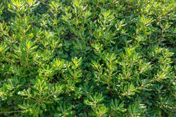 Pic japonais, Pittosporum tobira