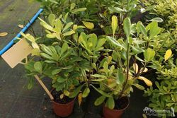 Pic japonais, Pittosporum tobira