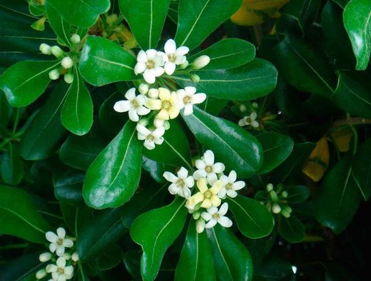 Pic japonais, Pittosporum tobira