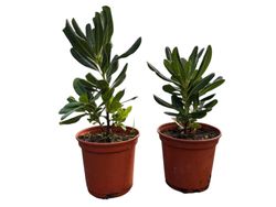 Pic japonais, Pittosporum tobira