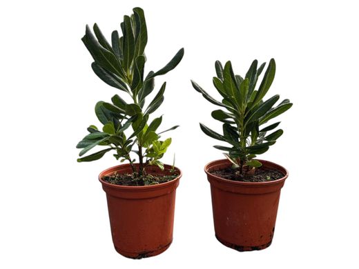 Pic japonais, Pittosporum tobira