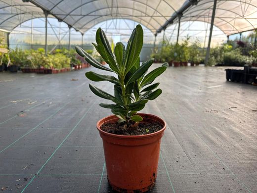 Pic japonais, Pittosporum tobira