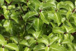 Pitosporo gold star, Pittosporum tenuifolium 'Gold star'
