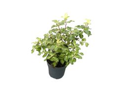 Pitosporo gold star, Pittosporum tenuifolium 'Gold star'