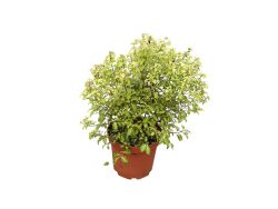 Pitosporo gold star, Pittosporum tenuifolium 'Gold star'