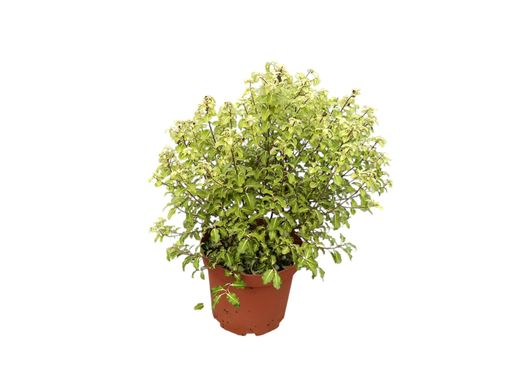 Pitosporo gold star, Pittosporum tenuifolium 'Gold star'