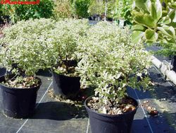 Pytosporum panaché, Pittosporum tennuifolium variegata