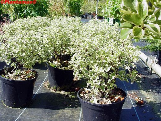 Pytosporum panaché, Pittosporum tennuifolium variegata