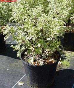 Pytosporum panaché, Pittosporum tennuifolium variegata