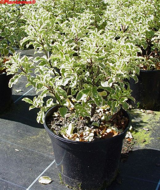 Pytosporum panaché, Pittosporum tennuifolium variegata