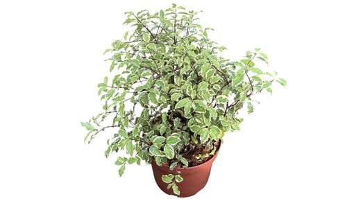 Pitosporo variegado, Pittosporum tennuifolium variegata