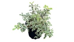 Pitosporo variegado, Pittosporum tennuifolium variegata