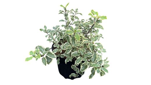 Pitosporo variegado, Pittosporum tennuifolium variegata