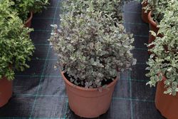 Pitosporo Victoria, Pittosporum tenuifolium "Victoria"