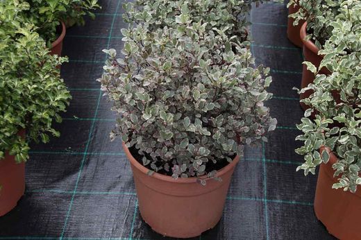 Pitosporo Victoria, Pittosporum tenuifolium "Victoria"