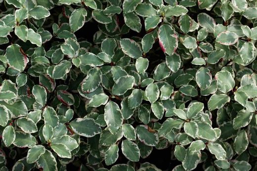 Pitosporo Victoria, Pittosporum tenuifolium 'Victoria',