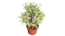 Pitosporo Victoria, Pittosporum tenuifolium "Victoria"