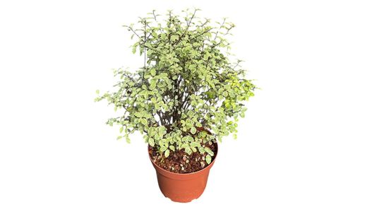 Pitosporo Victoria, Pittosporum tenuifolium "Victoria"