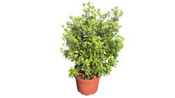 Pittosporum tenuifolium "Irish luck"