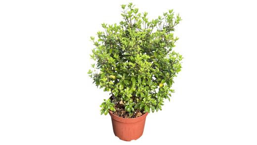 Pittosporum tenuifolium "Irish luck"