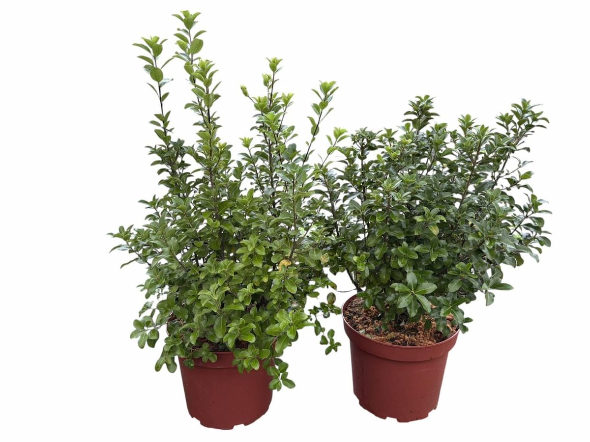 Pittosporum tenuifolium "Irish luck​" - Maceta de 7,5 litros. Altura de la planta 45 cm