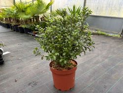 Pittosporum tenuifolium "Irish luck"