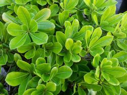 Pittosporum tobira nana