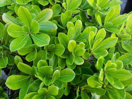 Pittosporum tobira nana