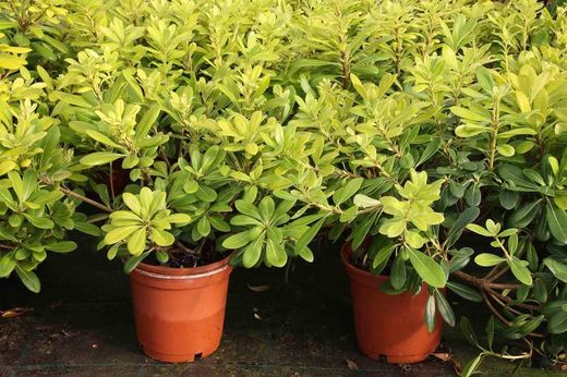 Pittosporum tobira nana