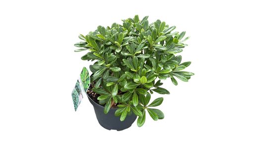 Pittosporum tobira nana