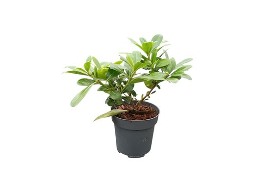 Pittosporum tobira nana