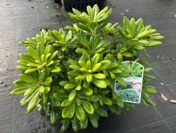 Pittosporum tobira nana