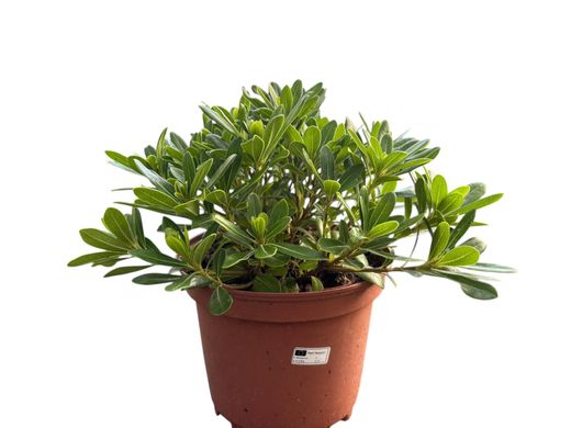 Pittosporum tobira nana