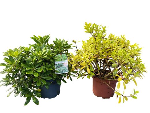 Pittosporum tobira nana