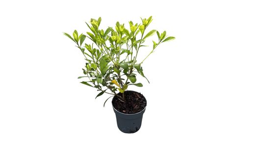 Pittosporum tobira nana