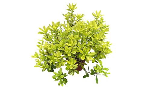 Pittosporum tobira nana