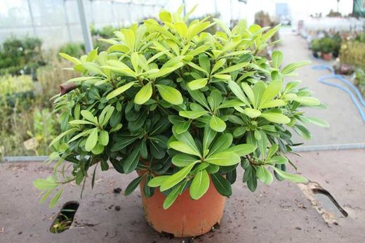 Pittosporum tobira nana en maceta de 5L