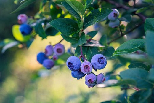 Arándano Blueroma - Vaccinium corymbosum "Blueroma"