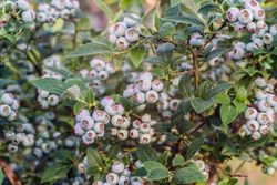 Arándano Blueroma - Vaccinium corymbosum "Blueroma"