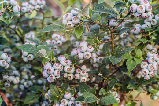 Arándano Blueroma - Vaccinium corymbosum "Blueroma"