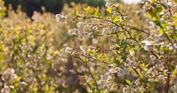 Arándano Blueroma - Vaccinium corymbosum "Blueroma"