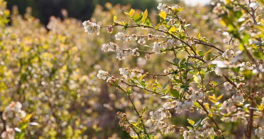 Arándano Blueroma - Vaccinium corymbosum "Blueroma"