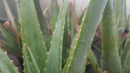 Planta de Aloe vera en maceta