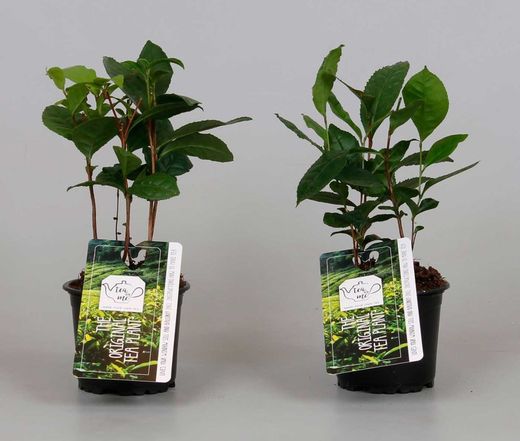 Planta de chá, camélia, camellia sinensis