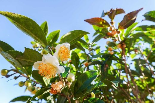 Planta de chá, camélia, camellia sinensis